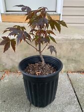 maple bonsai for sale  Louisburg