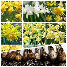 Daffodil bulbs mixture for sale  WISBECH