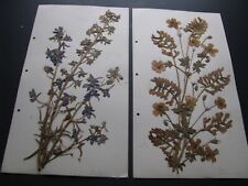 Botanical dried pressed for sale  Milwaukee