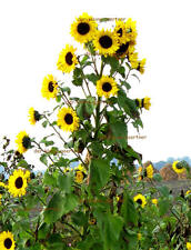 Sonnenblume mehrblütig schnel gebraucht kaufen  Homberg (Efze)