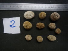Corals coral stylocoenia d'occasion  Expédié en Belgium