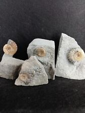 Jurassic coast ammonite for sale  WEYMOUTH