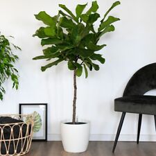 Ficus lyrata hydro for sale  IPSWICH