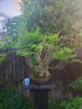 Old wisteria bonsai for sale  AYLESBURY