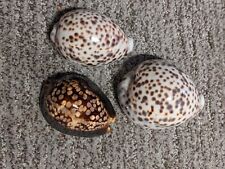 tiger cowrie for sale  Sparks