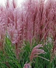 Miscanthus sinensis new for sale  SALE