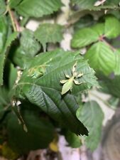 Leaf insect nymphs for sale  HARLOW