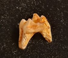 Fossil primate tooth d'occasion  Sessenheim