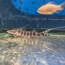 Tigrinus catfish inch for sale  Brooklyn
