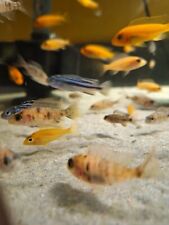 Assortment african cichlids. for sale  Springfield