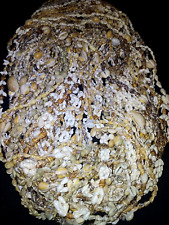 Cowrie sea shell for sale  Spring Hill
