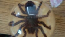 Vintage tarantula lucite for sale  Oceanside