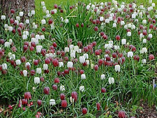 50 semillas de flor de ajedrez (Fritillaria meleagris) segunda mano  Embacar hacia Argentina