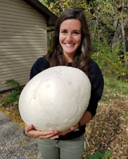 Giant puffball mushroom for sale  Tampa