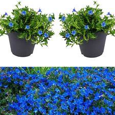 Lithodora blue plants for sale  GLASGOW