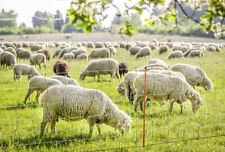 Schafnetz schafzaun elektrozau gebraucht kaufen  Unstrut-Hainich