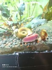 Escargot aquarium planorbe d'occasion  Jargeau