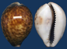 Shell cypraea tigris for sale  Shipping to Ireland