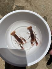 Pair volcano crayfish for sale  Escondido