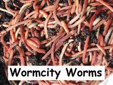 Worms 50g 100g for sale  UK