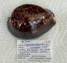 Big and dark beauty  - Cypraea mauritiana hawaiiensis- 95mm, Oahu, good data, used for sale  Shipping to South Africa