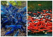 5+1 Fire Red & 5+1 Dream Blue Shrimp Freshwater Neocaridina Aquarium Shrimp for sale  Richmond
