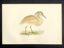 Squacco heron british for sale  BOURNE END