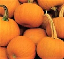 Spookie pumpkin seeds for sale  USA