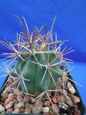 Ferocactus gracilis ssp. for sale  Tucson
