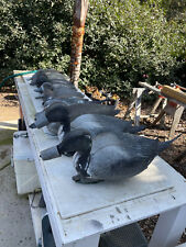 Assortment rigged pintail for sale  Arroyo Grande