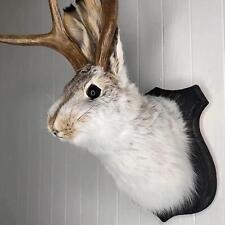 Jackalope statue wall for sale  Shipping to Ireland