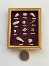 Miniature sea shells for sale  ST. AUSTELL