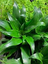 dracaena compacta for sale  Garland