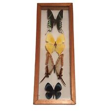 Real framed butterflies for sale  Waterford