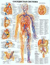 Anatomicheskie plakaty anatomi for sale  South River