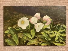 1920s swiss botanical for sale  AUCHTERARDER