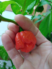 Red trinidad moruga for sale  BRIERLEY HILL