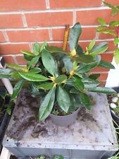Rhododendron cunninghams white for sale  SOUTHAMPTON