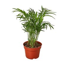 Parlor palm pot for sale  Arrington