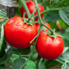 Semillas de tomate Latah x 20, tomate súper temprano arbusto segunda mano  Embacar hacia Argentina