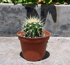Golden barrel cactus for sale  Irvine