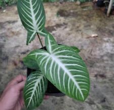 Xanthosoma indeni , Houseplant - Fast Shipping, used for sale  Shipping to South Africa