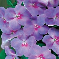 Más de 25 semillas florales de acento azul lavanda Impatiens tono I anual  segunda mano  Embacar hacia Argentina