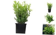 Buxus japonica plant d'occasion  Expédié en Belgium