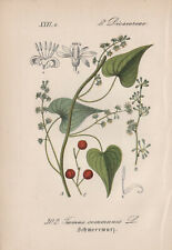 Schmerwurz (Dioscorea Communis) Chromo-Lithographie From 1880 Black Bryony for sale  Shipping to South Africa