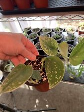Pothos silver stain for sale  Hattiesburg