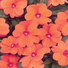 Impatiens - Bebé Walleriana - Naranja - 50 Semillas - BOGO 50% de descuento VENTA segunda mano  Embacar hacia Argentina