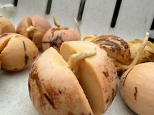 Sprouted avocado seeds for sale  Mahwah