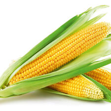 Sweet corn sweetcorn for sale  SALISBURY