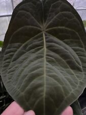 Anthurium papillilaminumx rhin for sale  Cincinnati